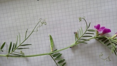 Vicia sativa nigra