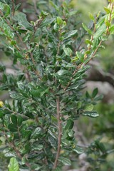 Diospyros scabrida