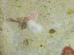 Atagema alba