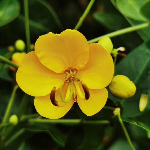 Senna septemtrionalis