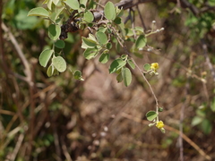 Grewia orbiculata