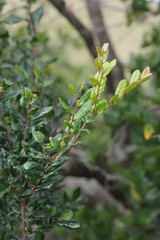 Diospyros scabrida