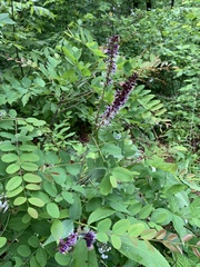 Amorpha glabra