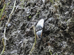 Chalcolepidius rugatus