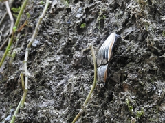 Chalcolepidius rugatus