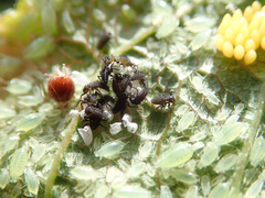 Brachycaudus helichrysi