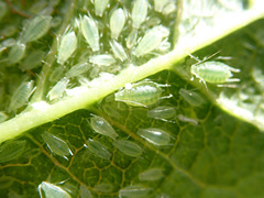 Brachycaudus helichrysi