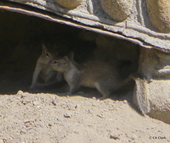 Otospermophilus beecheyi