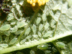 Brachycaudus helichrysi