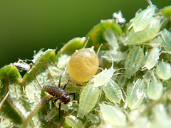 Brachycaudus helichrysi