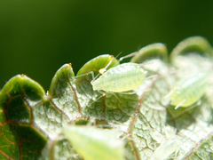 Brachycaudus helichrysi