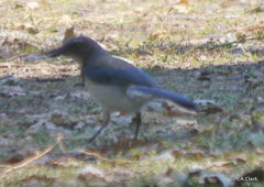 Aphelocoma californica