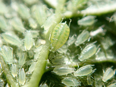 Brachycaudus helichrysi