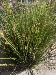 Juncus imbricatus