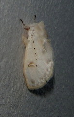 Naroma varipes