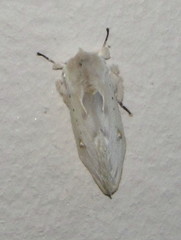 Naroma varipes