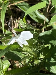 Barleria elegans orientalis
