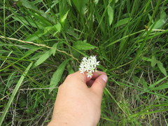 Allium fraseri