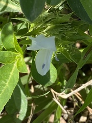 Barleria elegans orientalis