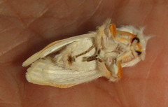Naroma varipes