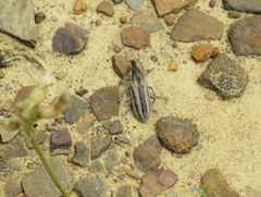 Scaphomorphus trivittatus