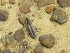 Scaphomorphus trivittatus