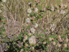 Mimosa aculeaticarpa biuncifera