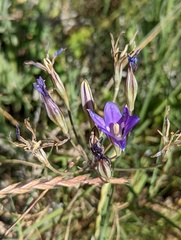 Brodiaea elegans elegans