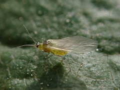 Brachycaudus helichrysi