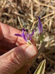 Brodiaea elegans elegans