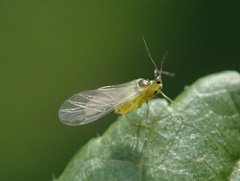 Brachycaudus helichrysi