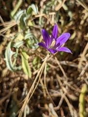Brodiaea elegans elegans