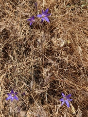 Brodiaea elegans elegans