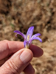 Brodiaea elegans elegans