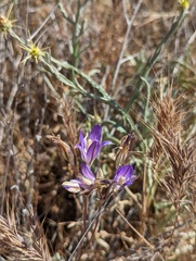 Brodiaea elegans elegans