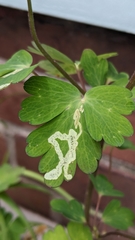 Phytomyza aquilegivora