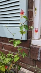 Phytomyza aquilegivora