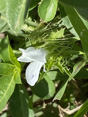 Barleria elegans orientalis