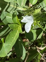 Barleria elegans orientalis