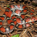 Scarletsnake - Photo (c) johnwilliams, some rights reserved (CC BY-NC), uploaded by johnwilliams