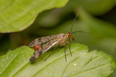 Panorpa cognata