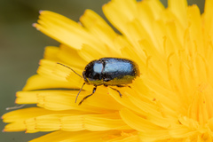 Cryptocephalus violaceus