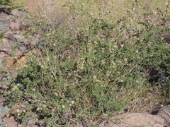 Mimosa aculeaticarpa biuncifera