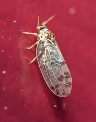 Craspedolepta nebulosa