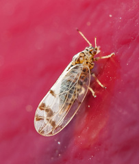 Craspedolepta nebulosa