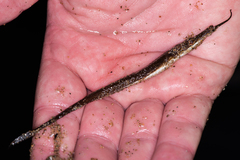 Tubenose Poacher photo 3