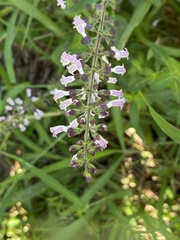Orthosiphon suffrutescens