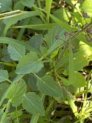 Orthosiphon suffrutescens