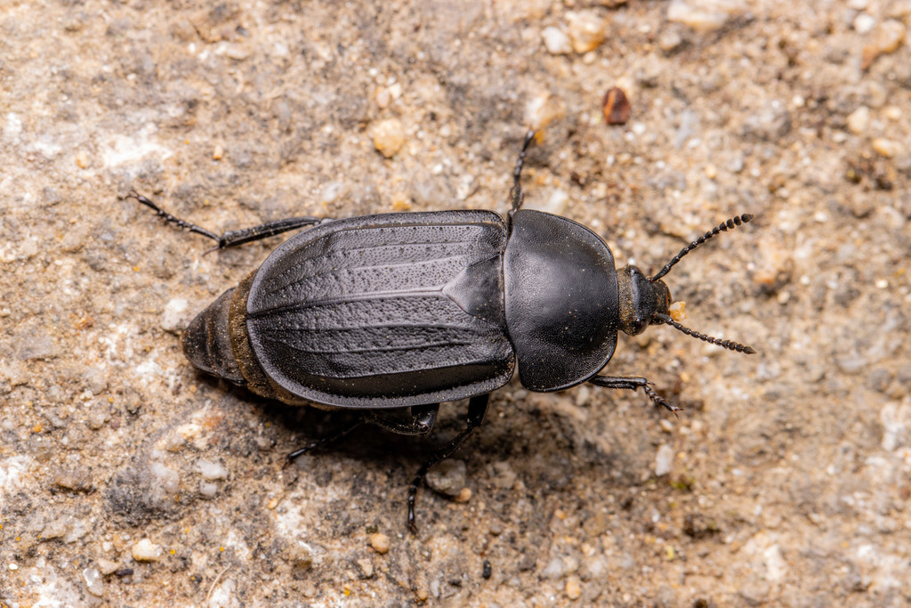 Silpha olivieri