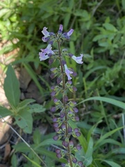 Orthosiphon suffrutescens